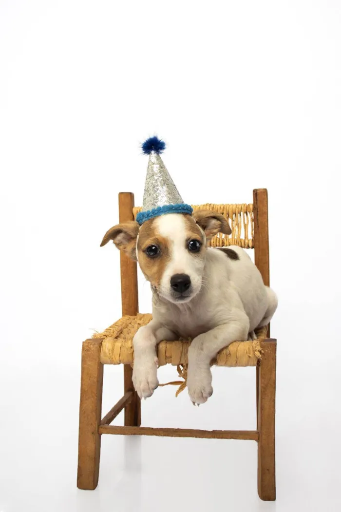 Cachorro ra a SRD-ViraLata idade Abaixo de 2 meses nome Theodore