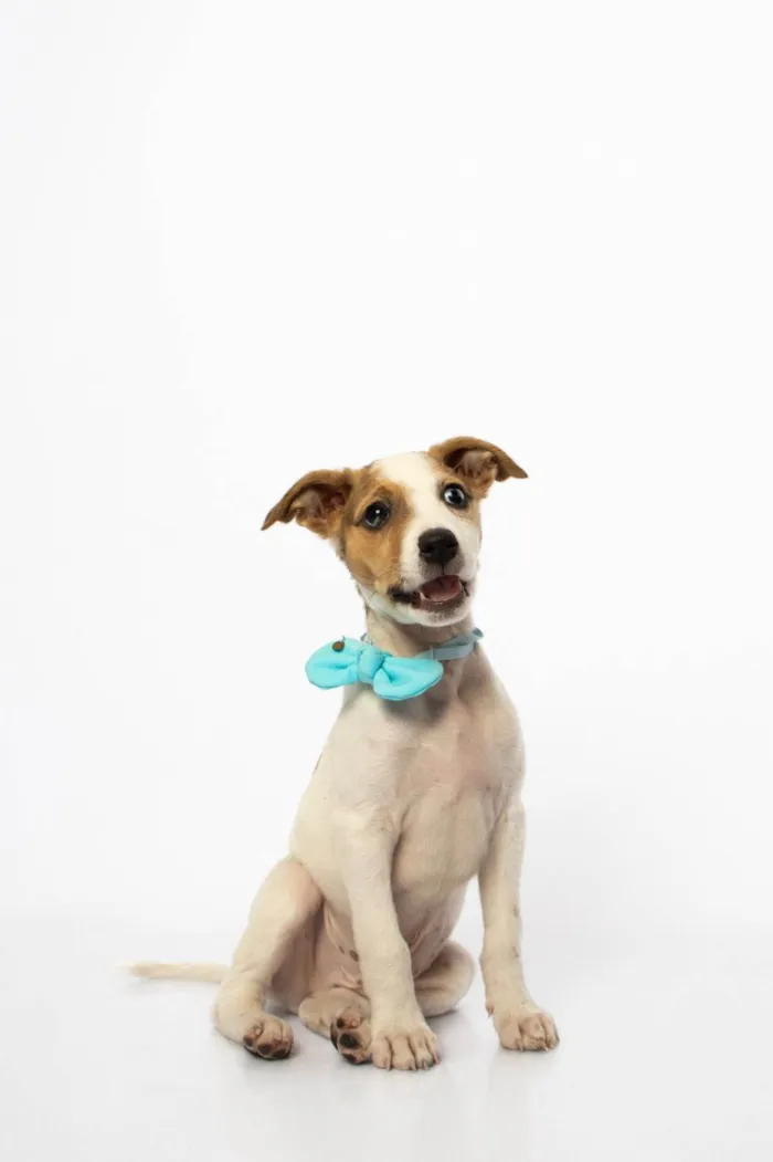 Cachorro ra a SRD-ViraLata idade Abaixo de 2 meses nome Theodore