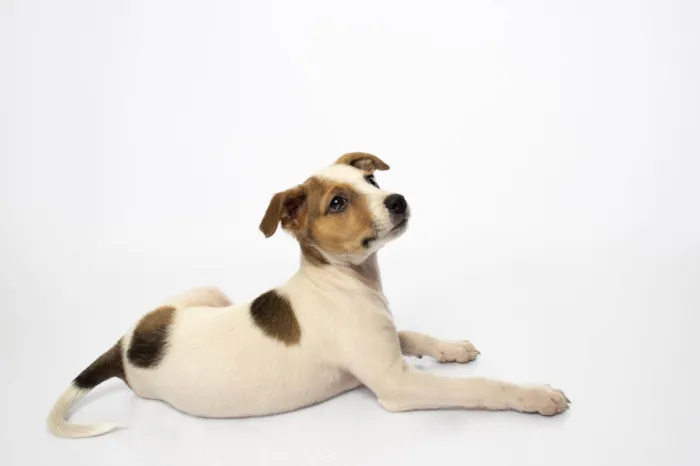 Cachorro ra a SRD-ViraLata idade Abaixo de 2 meses nome Theodore