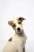 Theodore