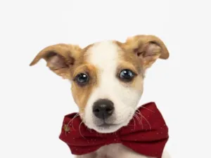 Cachorro raça SRD-ViraLata idade Abaixo de 2 meses nome Theodore