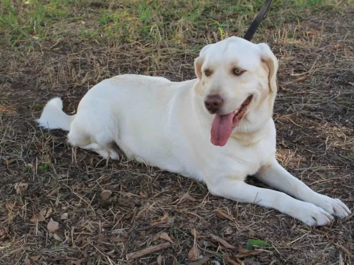 Cachorro ra a Labrador  idade 6 ou mais anos nome Maya