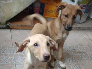 Cachorro raça SRD  idade 2 a 6 meses nome Mel e melissa 