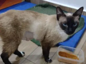 Gato raça Siamês  idade 1 ano nome Lua