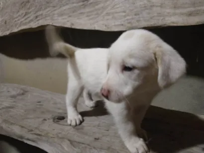 Cachorro raça Labrador idade Abaixo de 2 meses nome sem nome