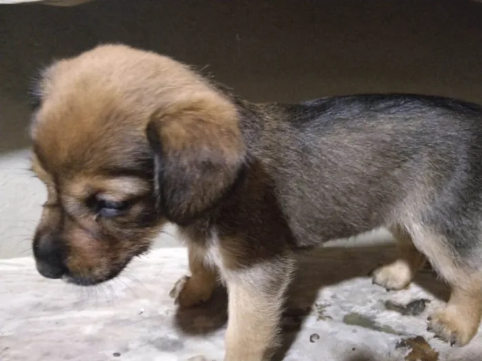 Cachorro ra a Labrador idade Abaixo de 2 meses nome sem nome