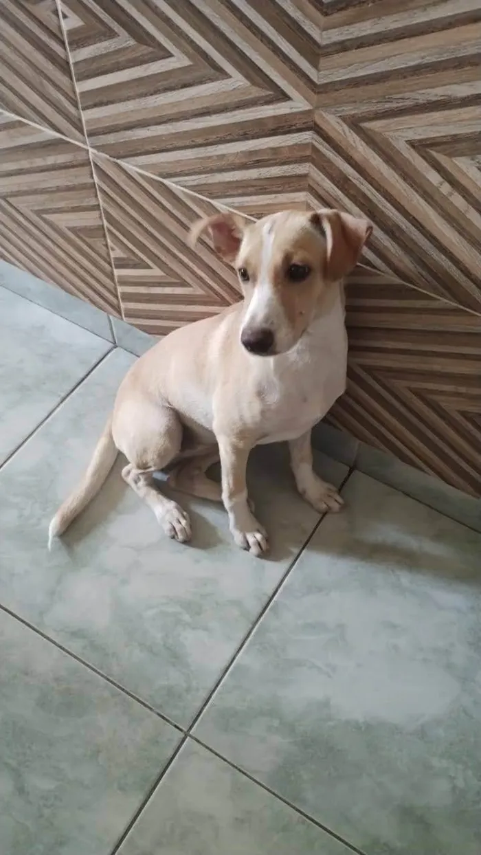 Cachorro ra a SRD-ViraLata idade 3 anos nome Maia