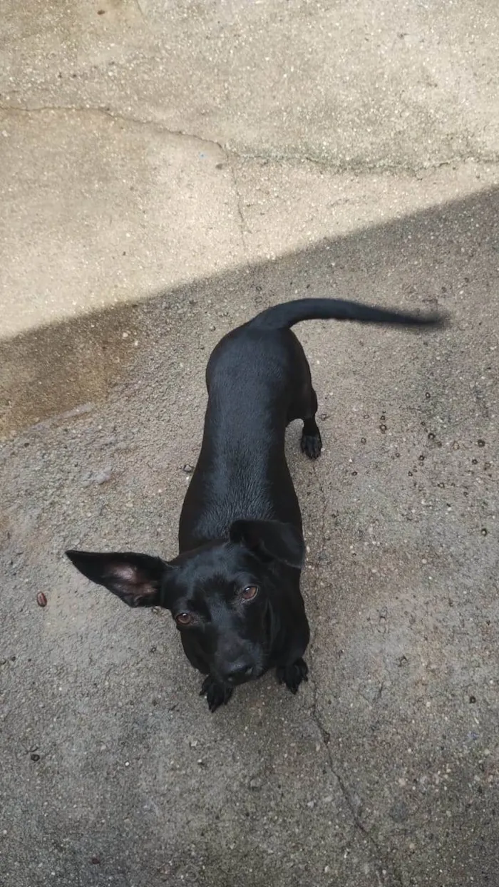 Cachorro ra a SRD-ViraLata idade 3 anos nome Maria