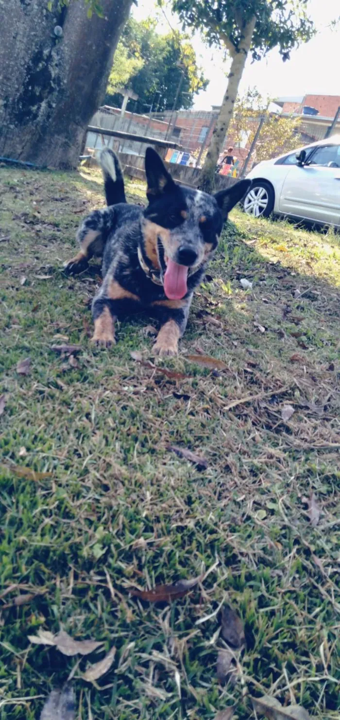 Cachorro ra a Blue Heeler idade 1 ano nome Pudim 