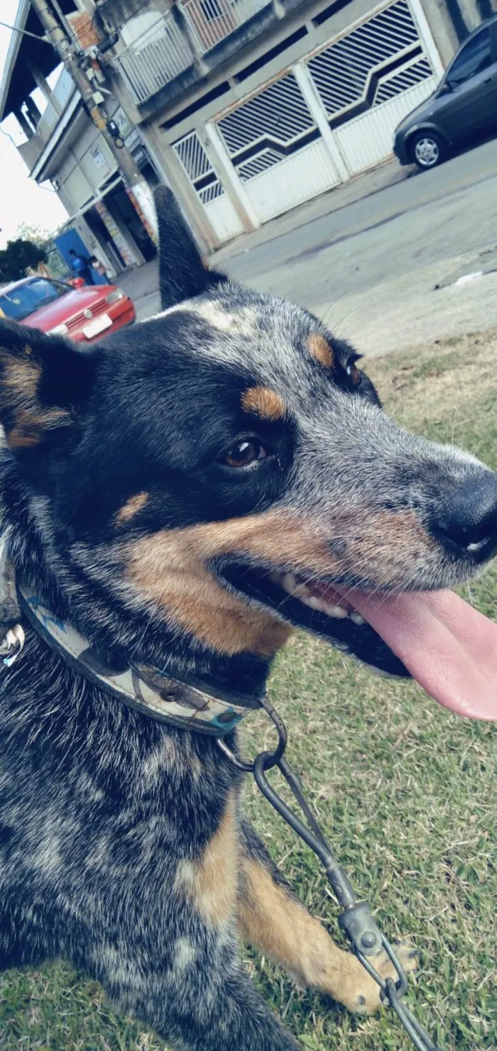 Cachorro ra a Blue Heeler idade 1 ano nome Pudim 