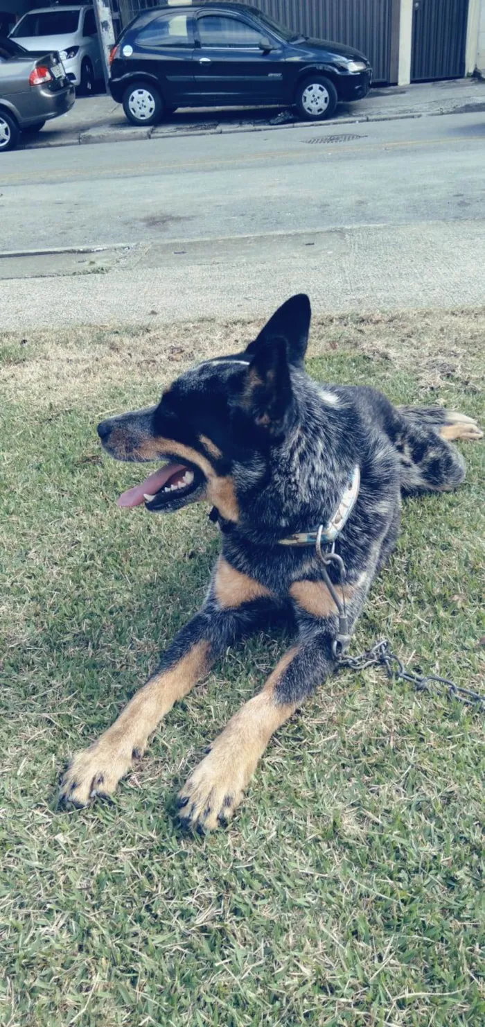 Cachorro ra a Blue Heeler idade 1 ano nome Pudim 