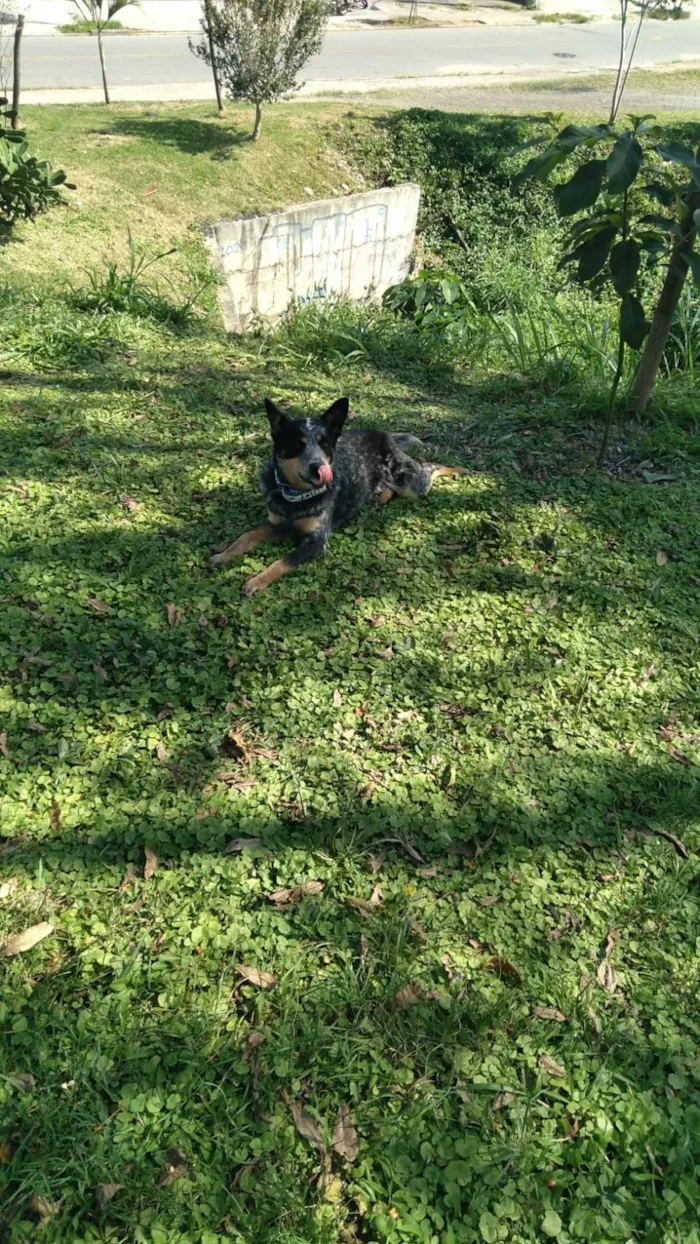 Cachorro ra a Blue Heeler idade 1 ano nome Pudim 