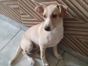 Cachorro raça SRD-ViraLata idade 3 anos nome Maia