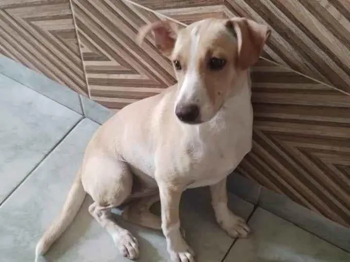 Cachorro ra a SRD-ViraLata idade 3 anos nome Maia