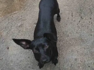 Cachorro raça SRD-ViraLata idade 3 anos nome Maria