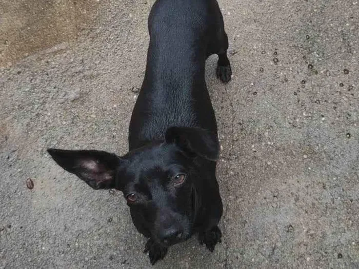 Cachorro ra a SRD-ViraLata idade 3 anos nome Maria