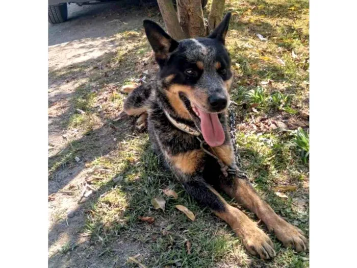 Cachorro ra a Blue Heeler idade 1 ano nome Pudim 