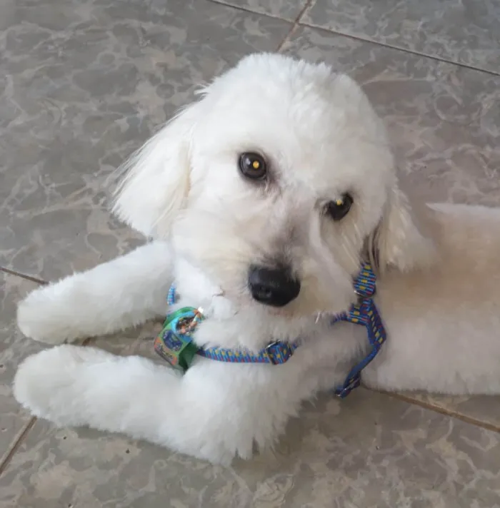 Cachorro ra a Poodle idade 1 ano nome Bento 