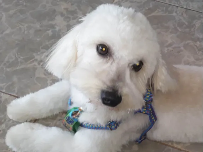 Cachorro ra a Poodle idade 1 ano nome Bento 