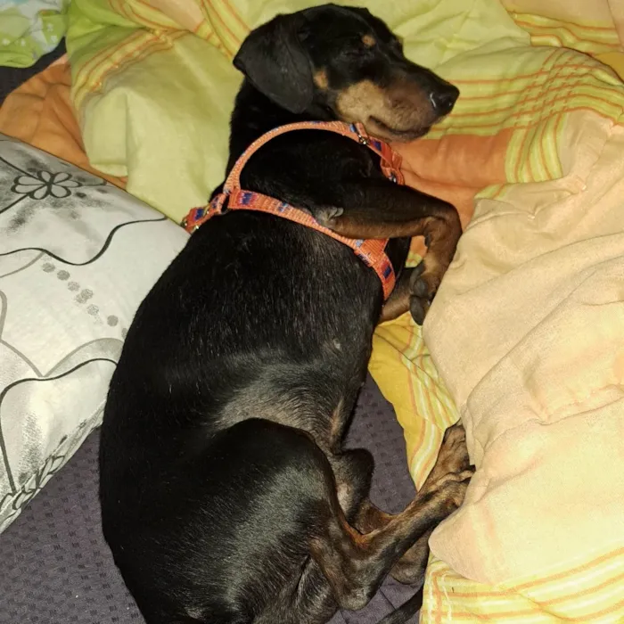Cachorro ra a Salchichão idade 2 anos nome Francisco Júnior (Chico)