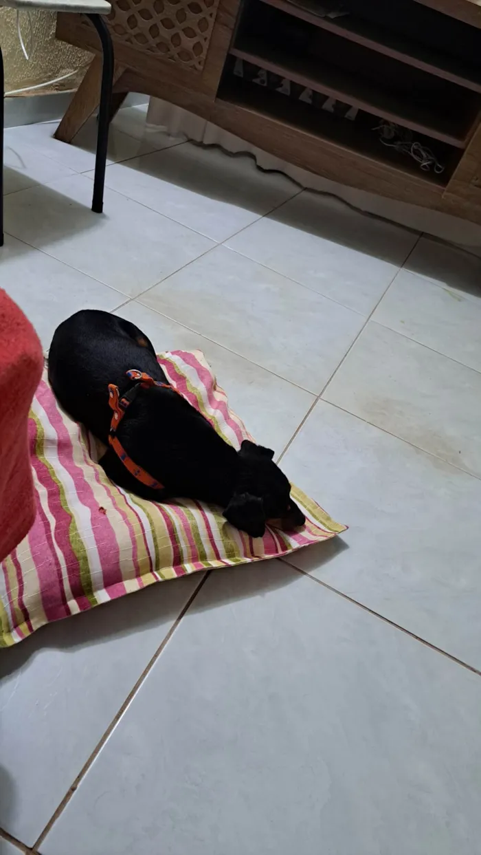 Cachorro ra a Salchichão idade 2 anos nome Francisco Júnior (Chico)