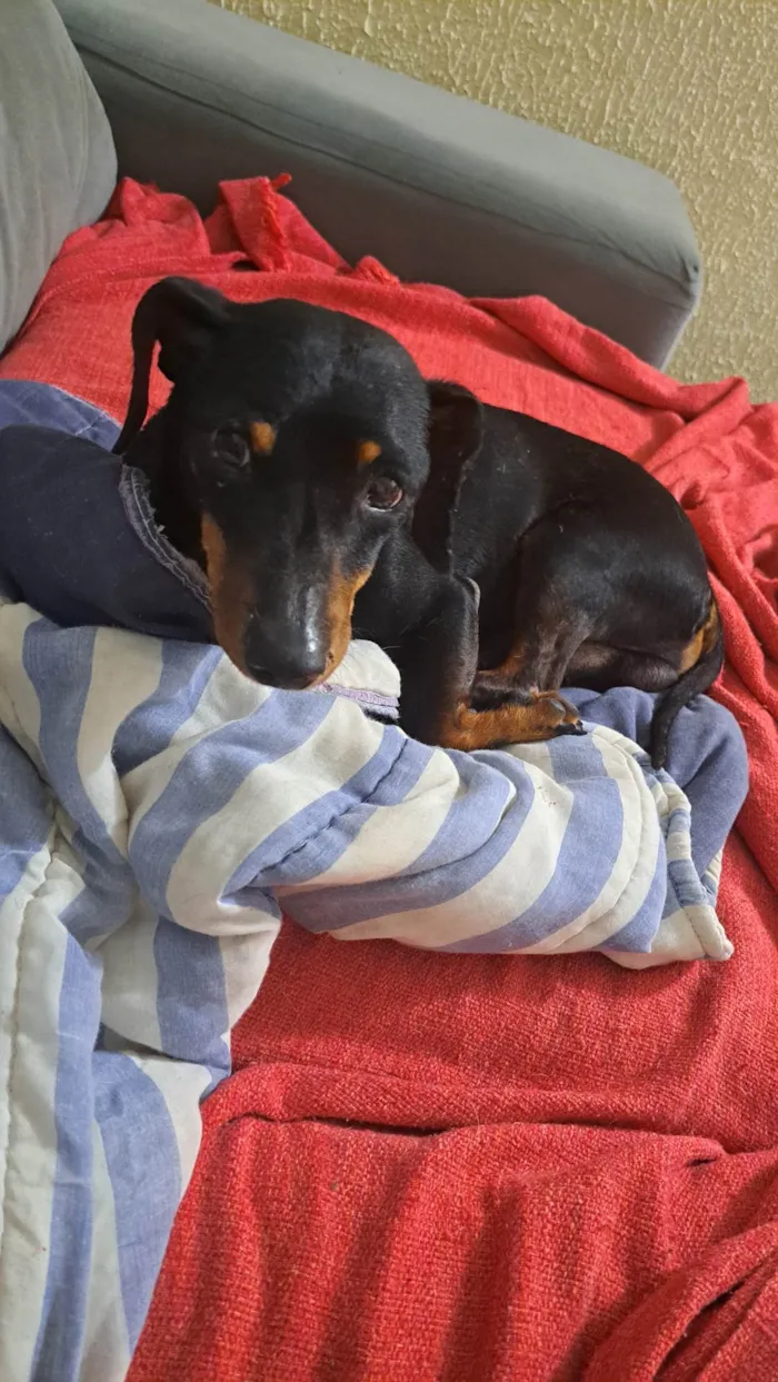 Cachorro ra a Salchichão idade 2 anos nome Francisco Júnior (Chico)