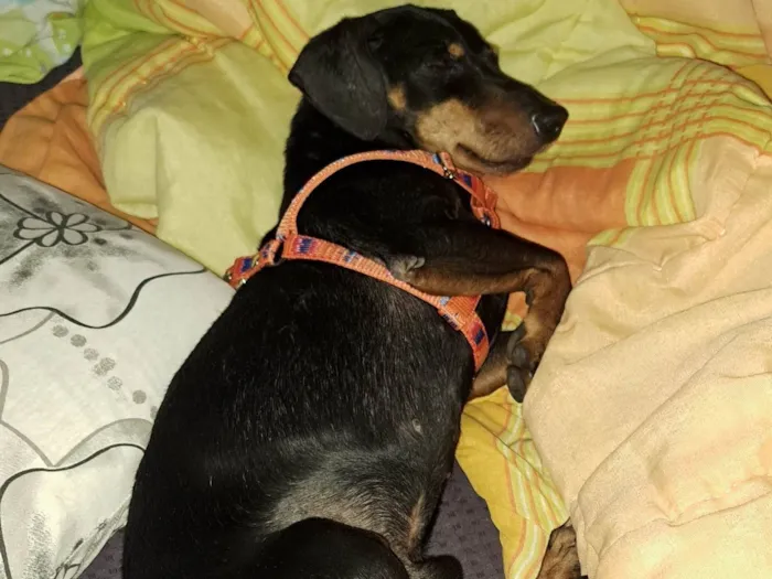 Cachorro ra a Salchichão idade 2 anos nome Francisco Júnior (Chico)