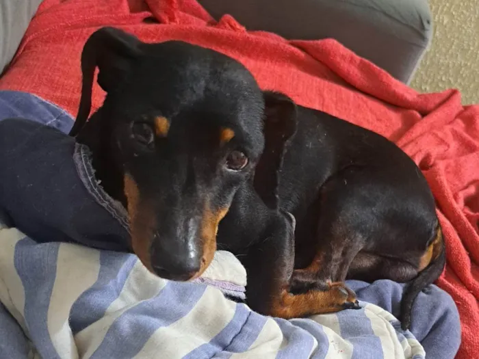 Cachorro ra a Salchichão idade 2 anos nome Francisco Júnior (Chico)