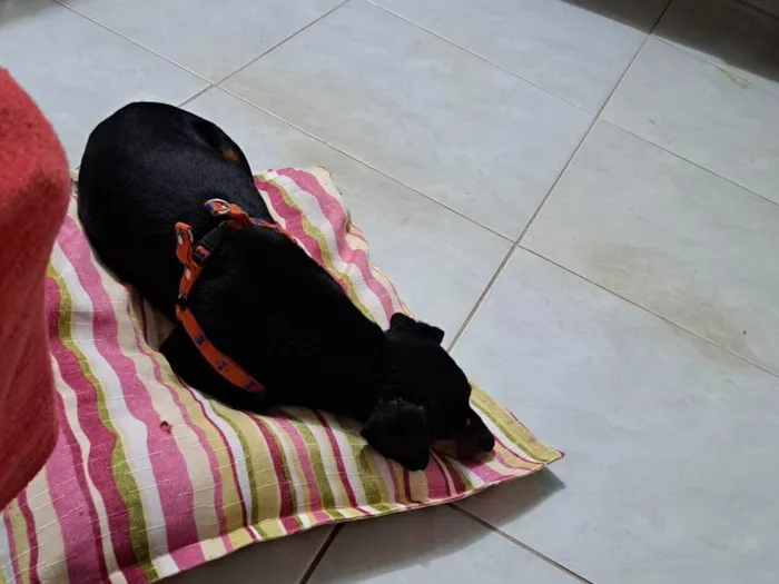 Cachorro ra a Salchichão idade 2 anos nome Francisco Júnior (Chico)