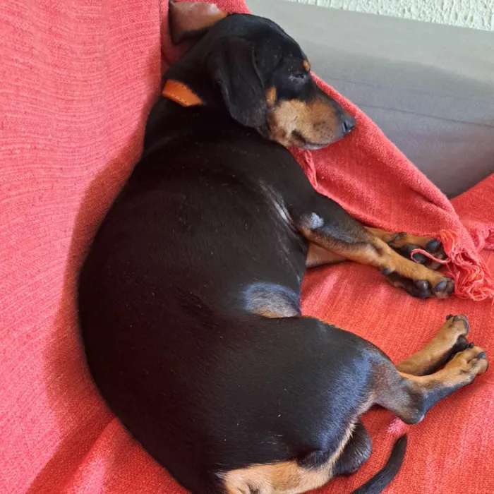 Cachorro ra a Salsichão idade 3 anos nome José Roberto 