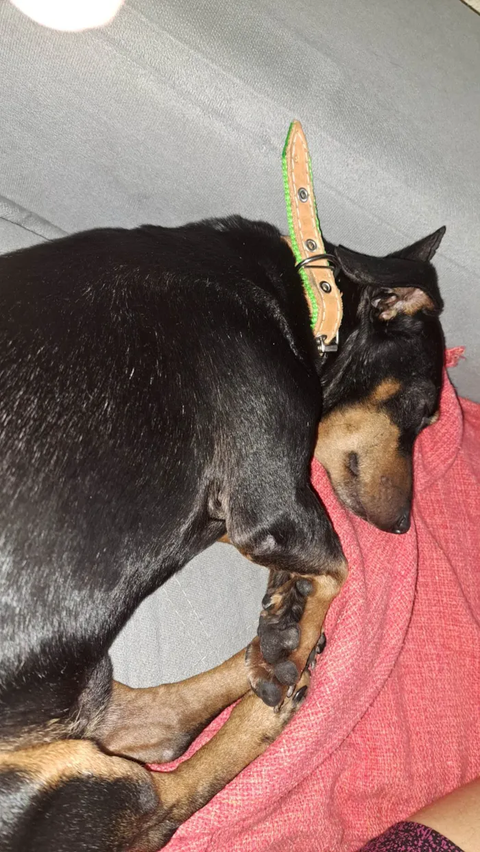 Cachorro ra a Salsichão idade 3 anos nome José Roberto 