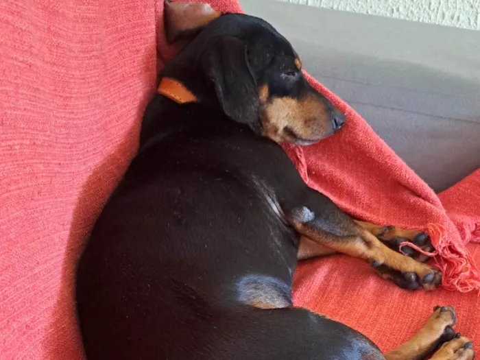 Cachorro ra a Salsichão idade 3 anos nome José Roberto 