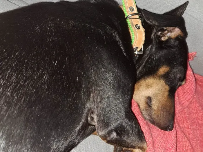 Cachorro ra a Salsichão idade 3 anos nome José Roberto 