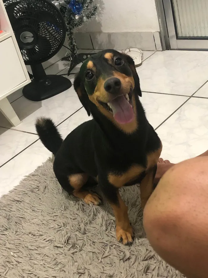 Cachorro ra a Daushand idade 2 anos nome Robby