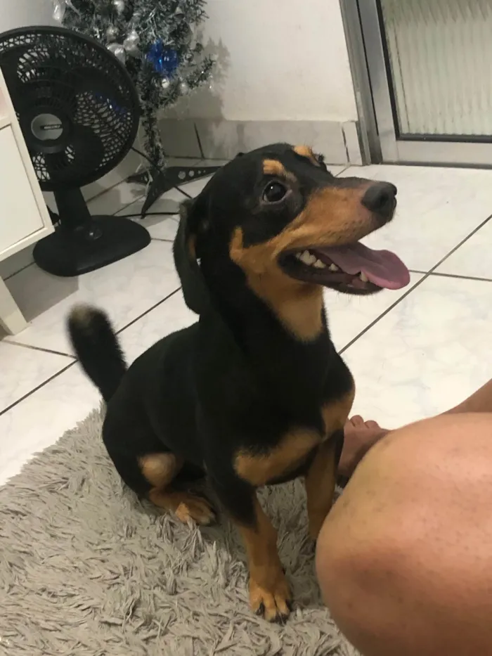 Cachorro ra a Daushand idade 2 anos nome Robby