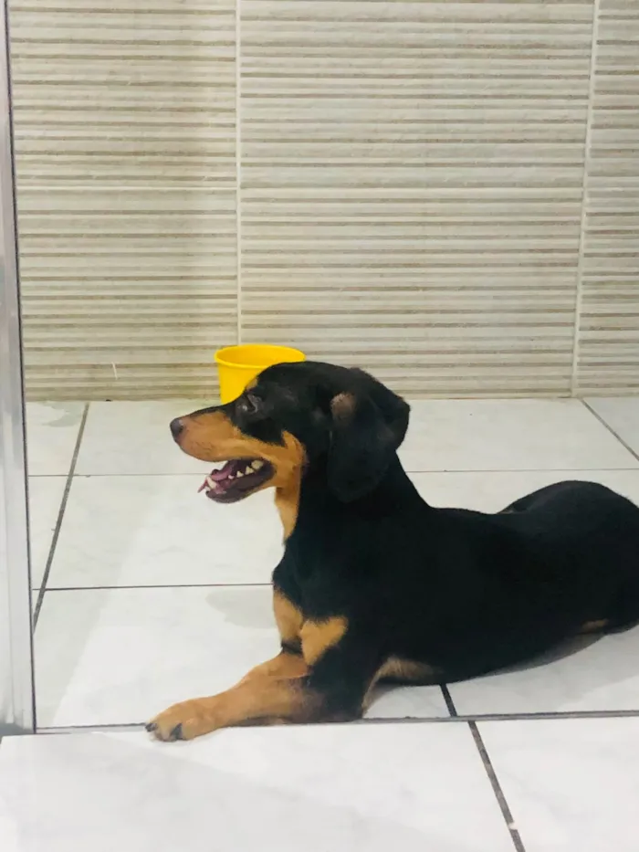 Cachorro ra a Daushand idade 2 anos nome Robby