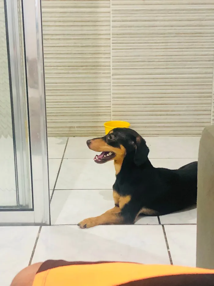 Cachorro ra a Daushand idade 2 anos nome Robby
