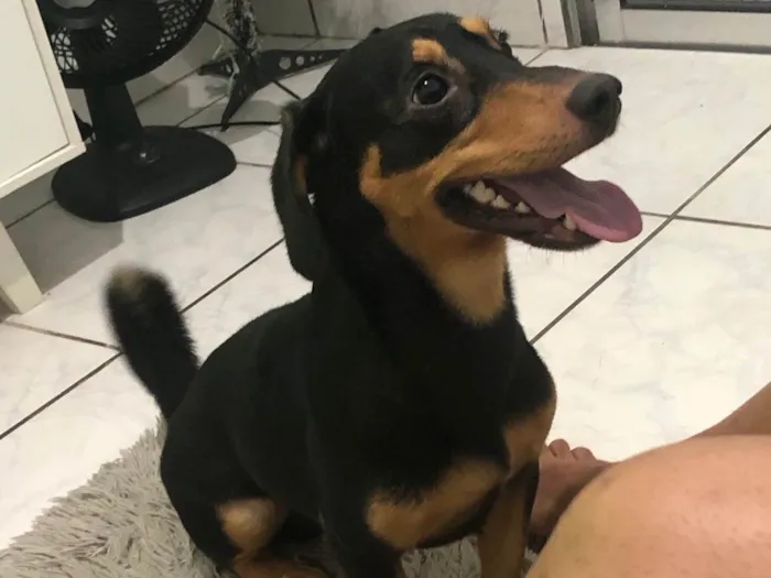 Cachorro ra a Daushand idade 2 anos nome Robby