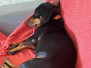 Cachorro raça Salsichão idade 3 anos nome José Roberto 