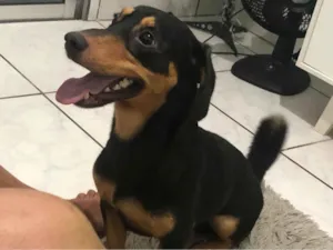Cachorro raça Daushand idade 2 anos nome Robby