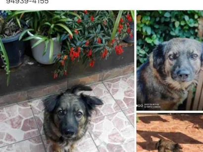 Cachorro raça SRD-ViraLata idade 6 ou mais anos nome GRATIFICA - paga se recompensa