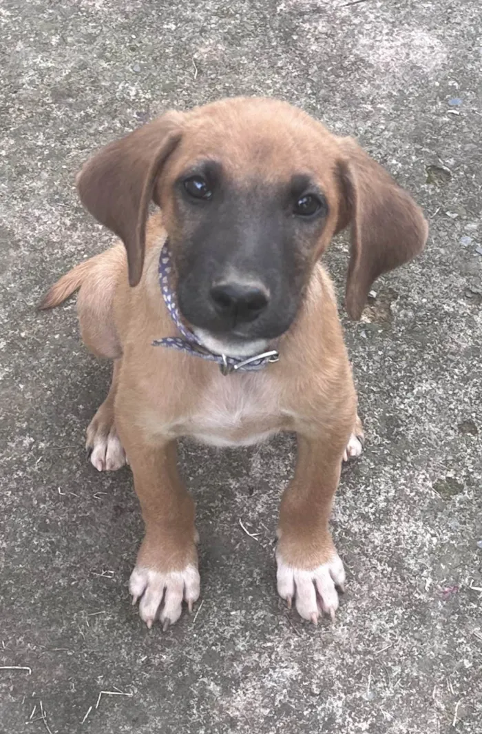 Cachorro ra a SRD-ViraLata idade 2 a 6 meses nome Paçoca