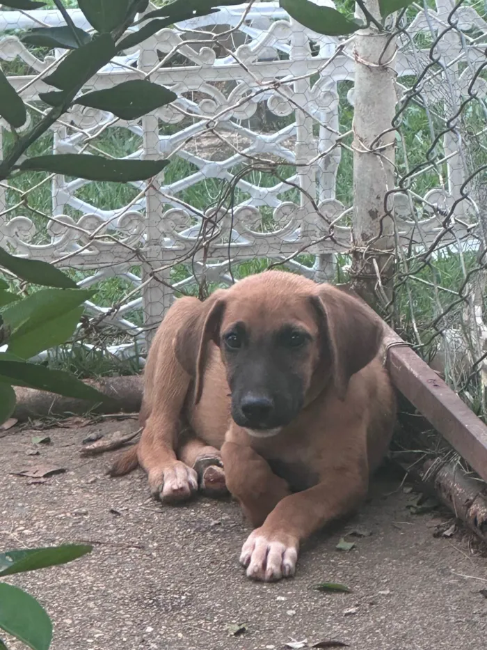 Cachorro ra a SRD-ViraLata idade 2 a 6 meses nome Paçoca