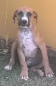 Pipoca
