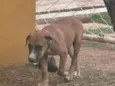 Pipoca