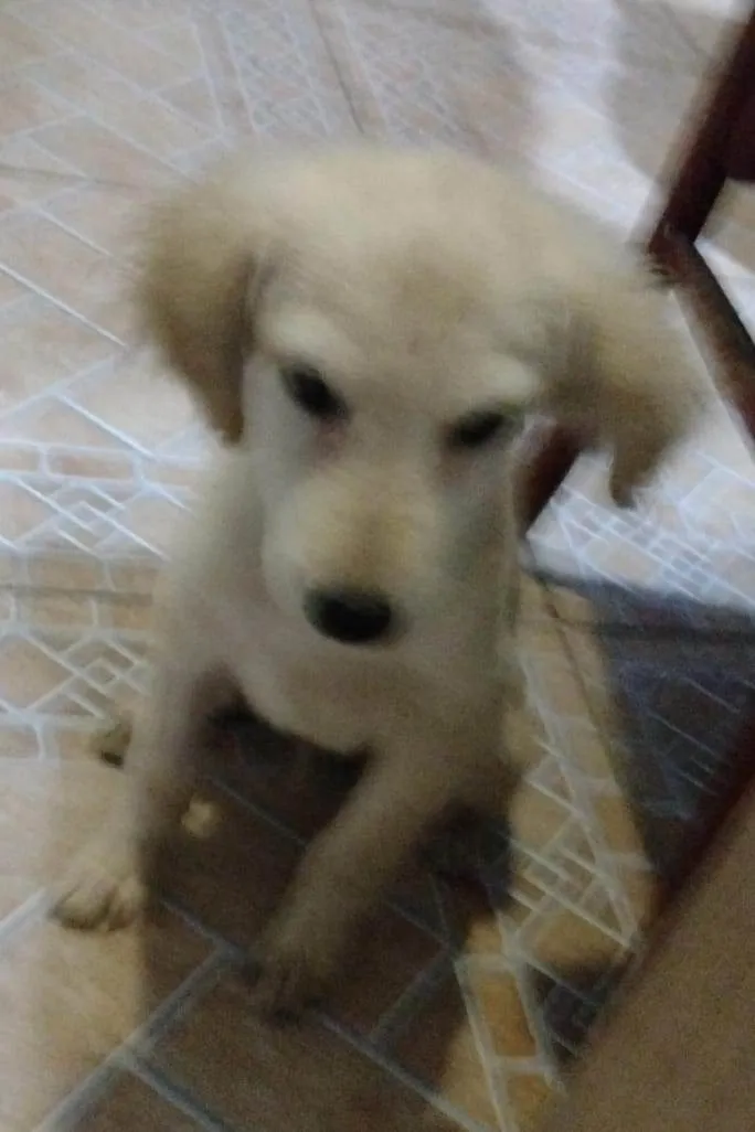 Cachorro ra a SRD-ViraLata idade 2 a 6 meses nome Billy