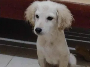 Cachorro raça SRD-ViraLata idade 2 a 6 meses nome Billy