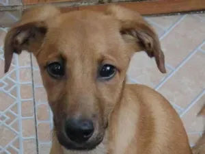 Cachorro raça SRD-ViraLata idade 2 a 6 meses nome Melissa
