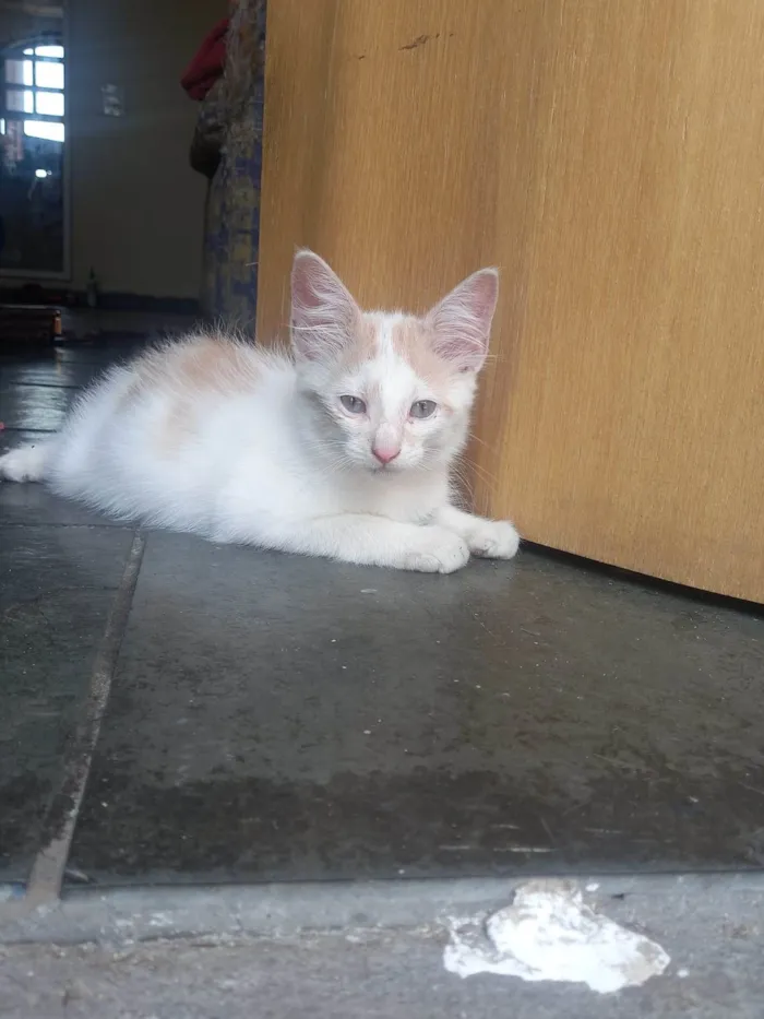 Gato ra a SRD-ViraLata idade 2 a 6 meses nome Pudim