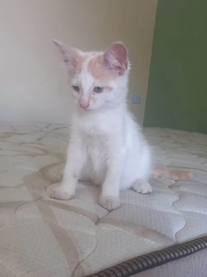 Gato ra a SRD-ViraLata idade 2 a 6 meses nome Pudim